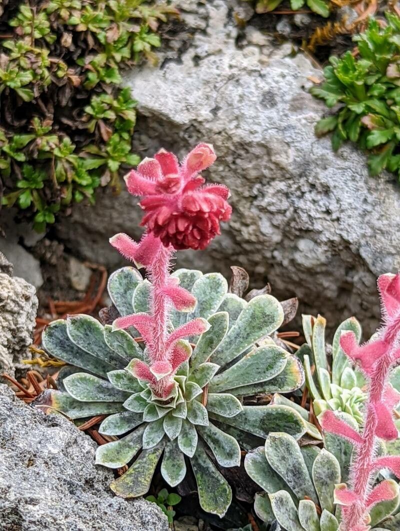 Saxifraga stribrnyi flower