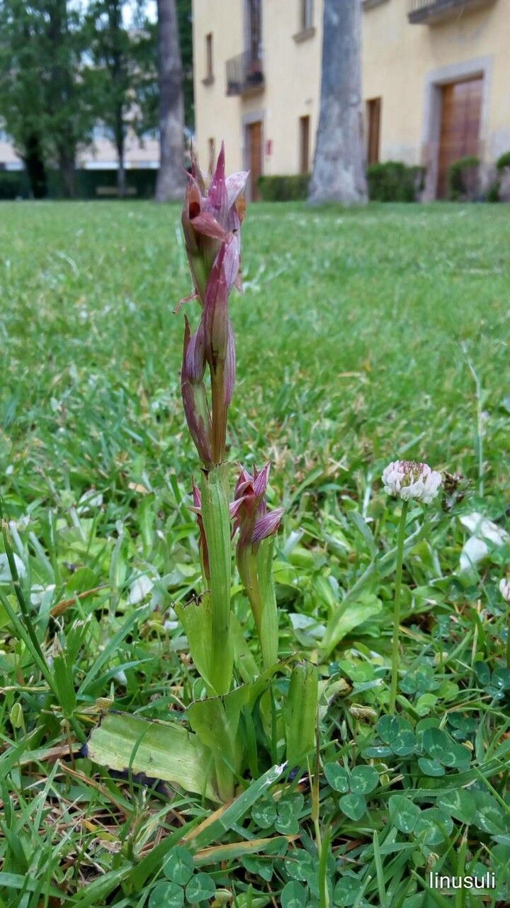 Serapias parviflora leaf