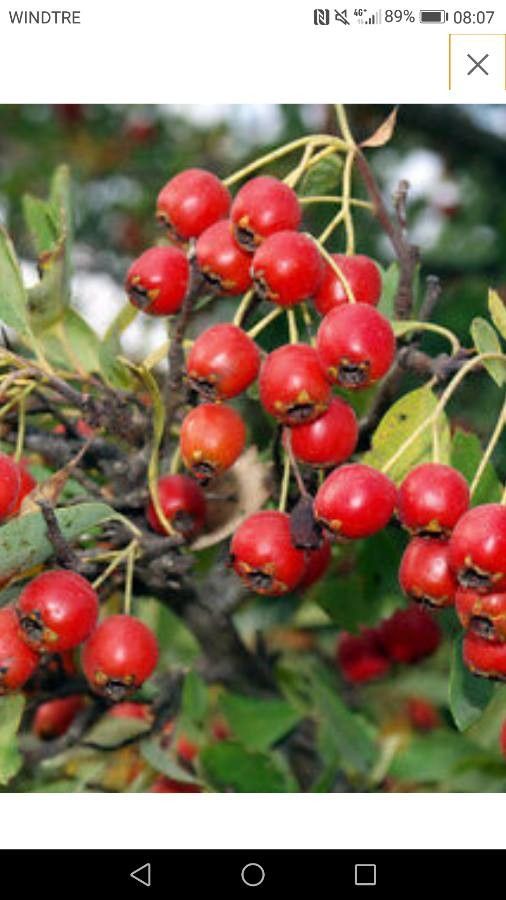 Crataegus succulenta fruit