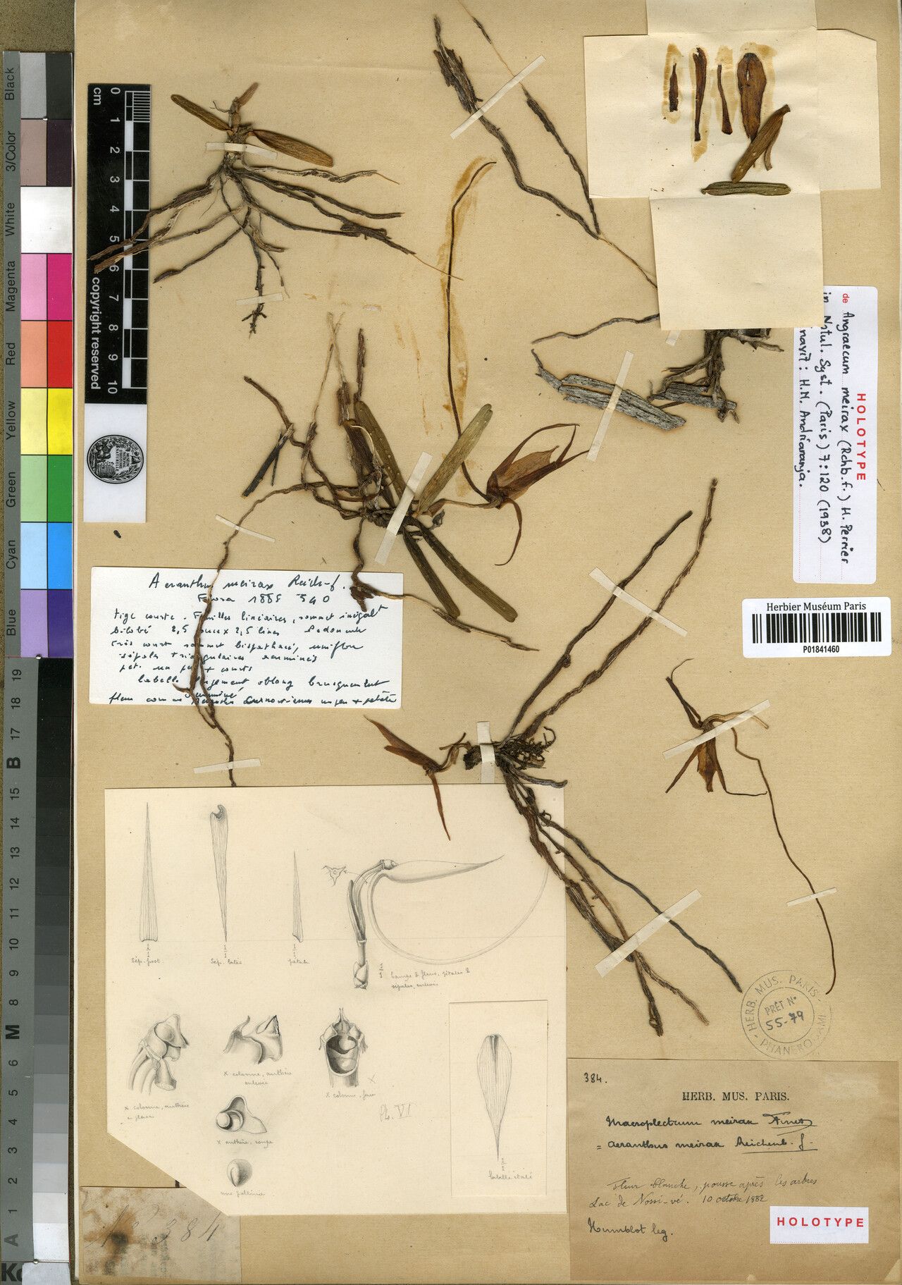 Angraecum meirax — houseplant care guide