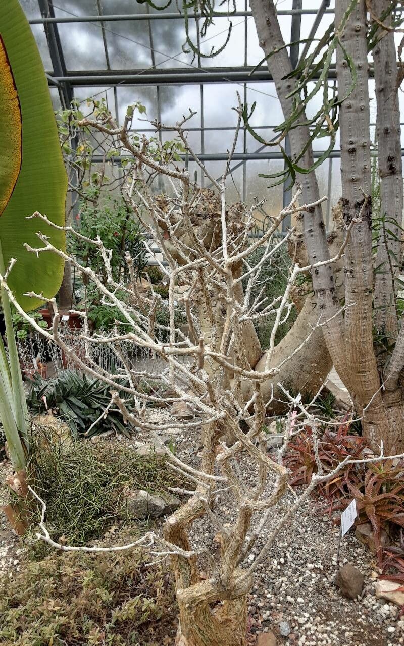 Commiphora humbertii — houseplant care guide