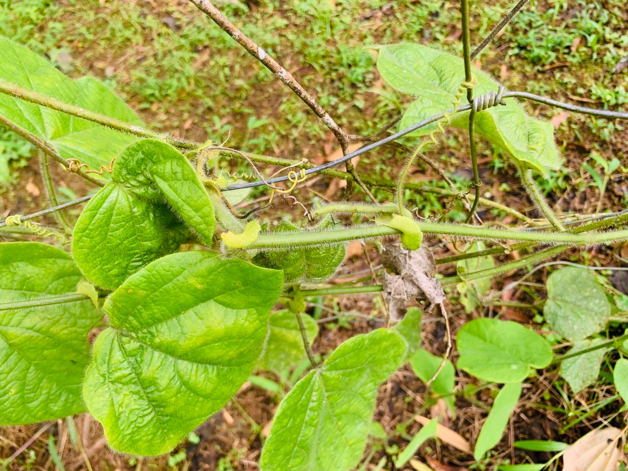 Passiflora menispermifolia bark