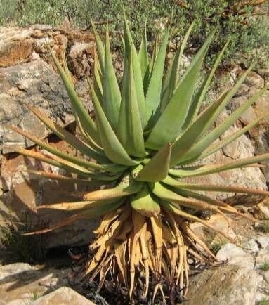 Aloe khamiesensis — houseplant care guide