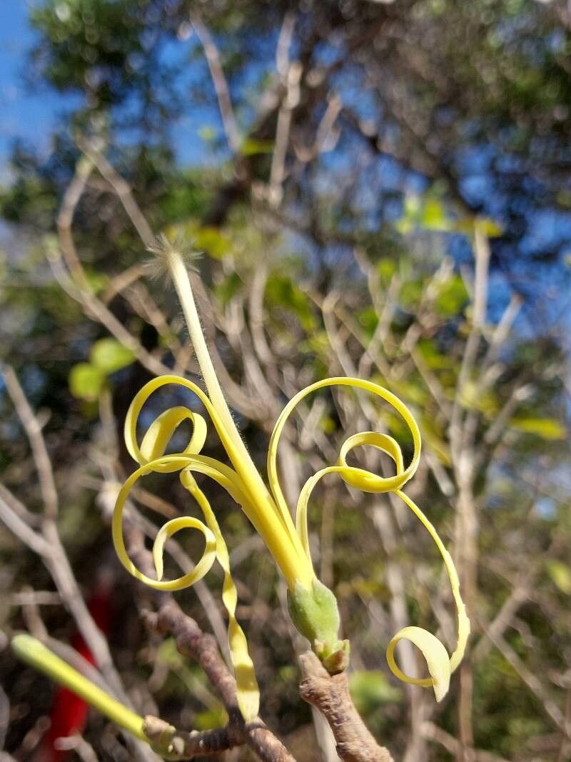 Turraea sericea — houseplant care guide