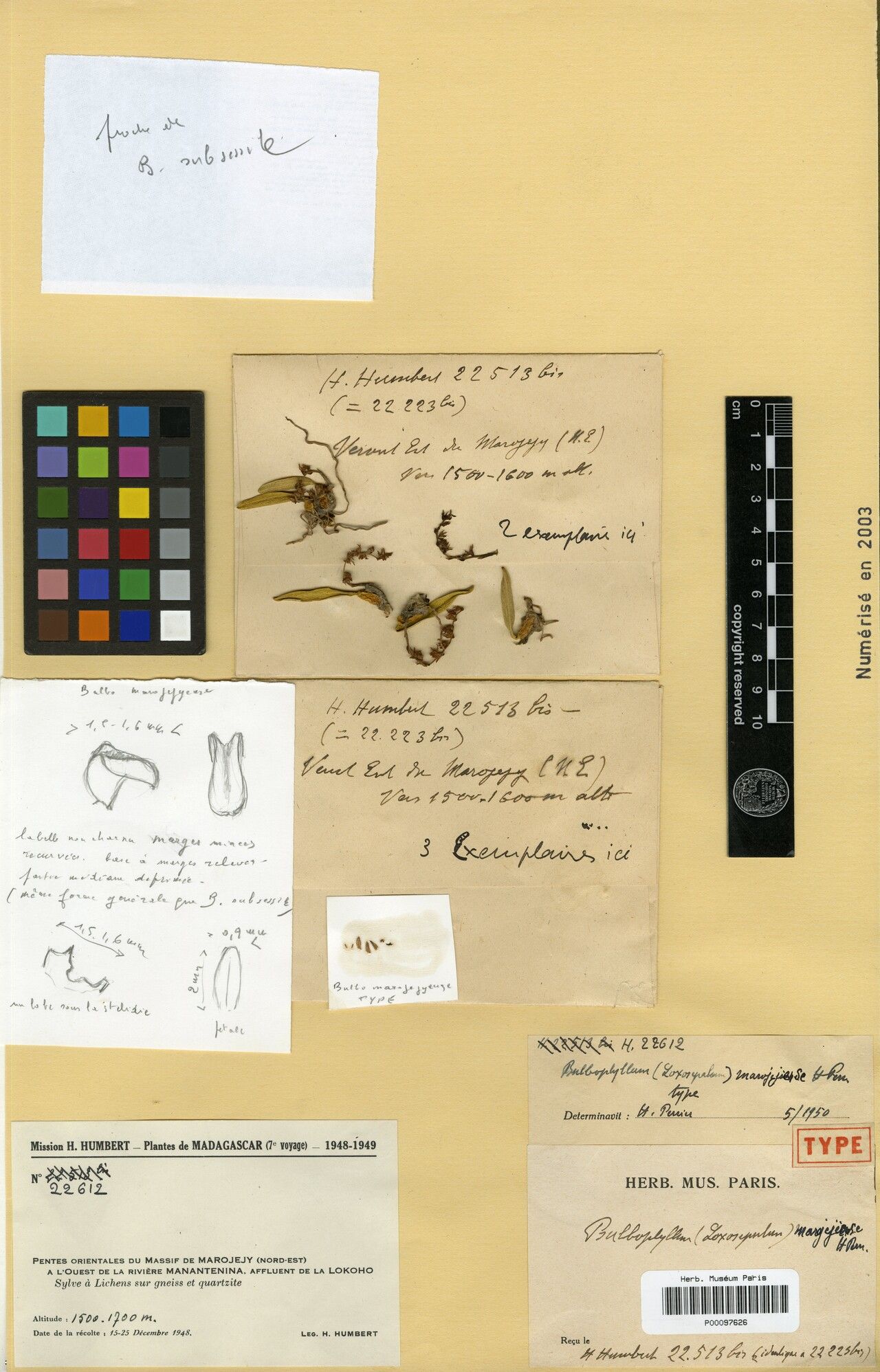 Bulbophyllum marojejiense — houseplant care guide