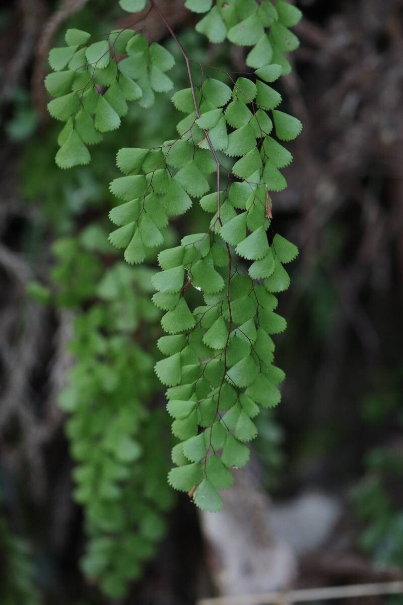Adiantum monochlamys — search result for 'Adiantum'