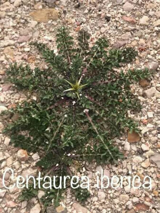 Centaurea iberica — houseplant care guide