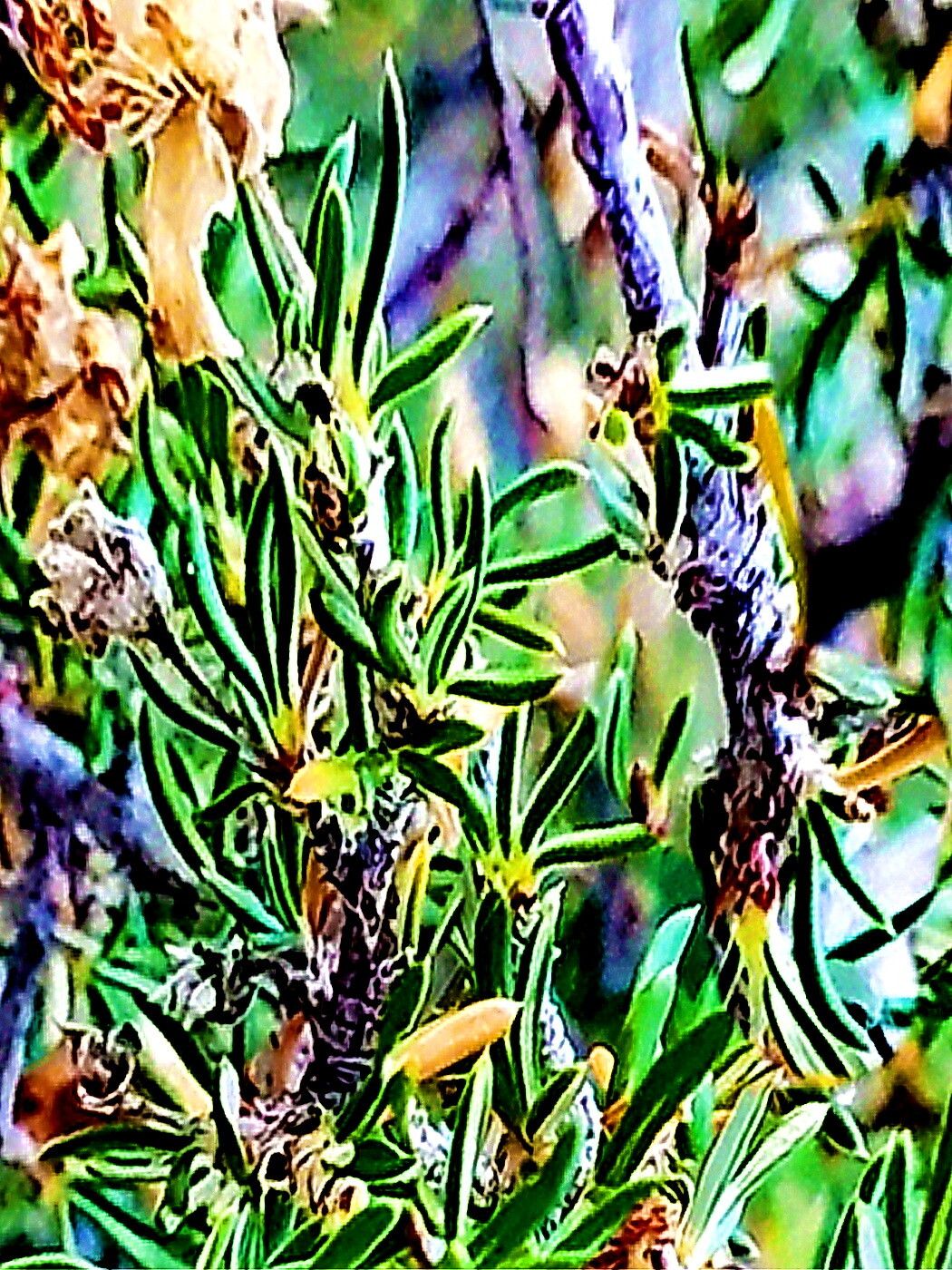 Purshia ericifolia — related species from the same genus