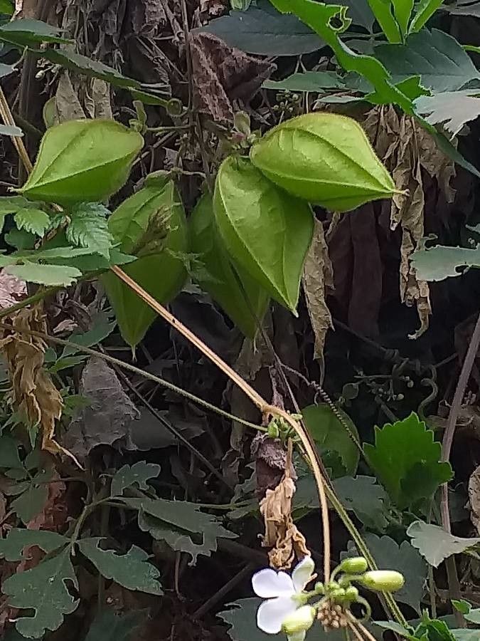 Cardiospermum grandiflorum fruit