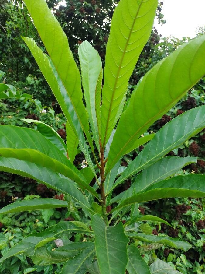 Pouteria speciosa leaf