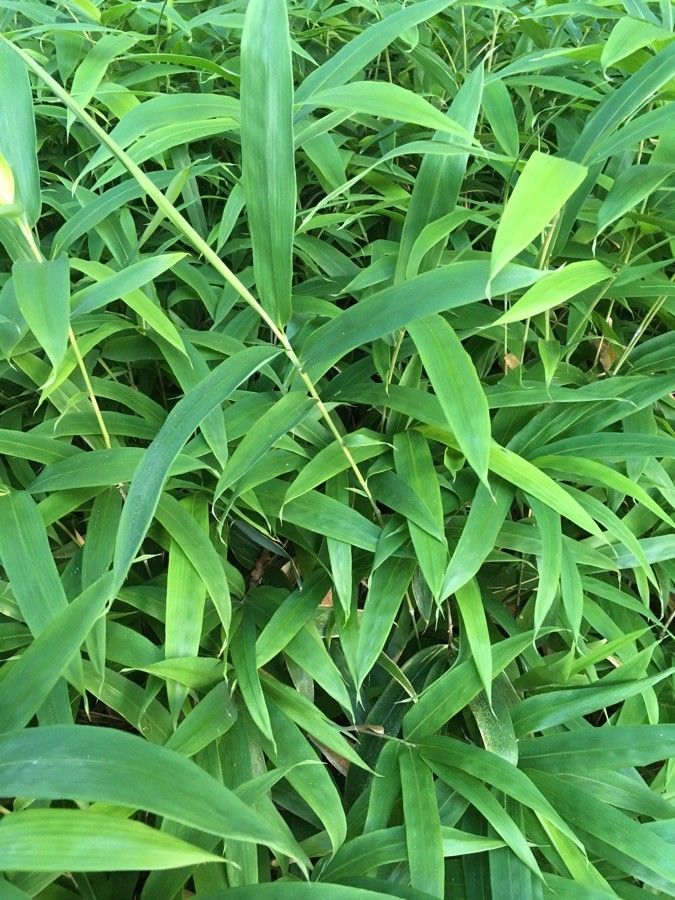 Sasaella ramosa habit