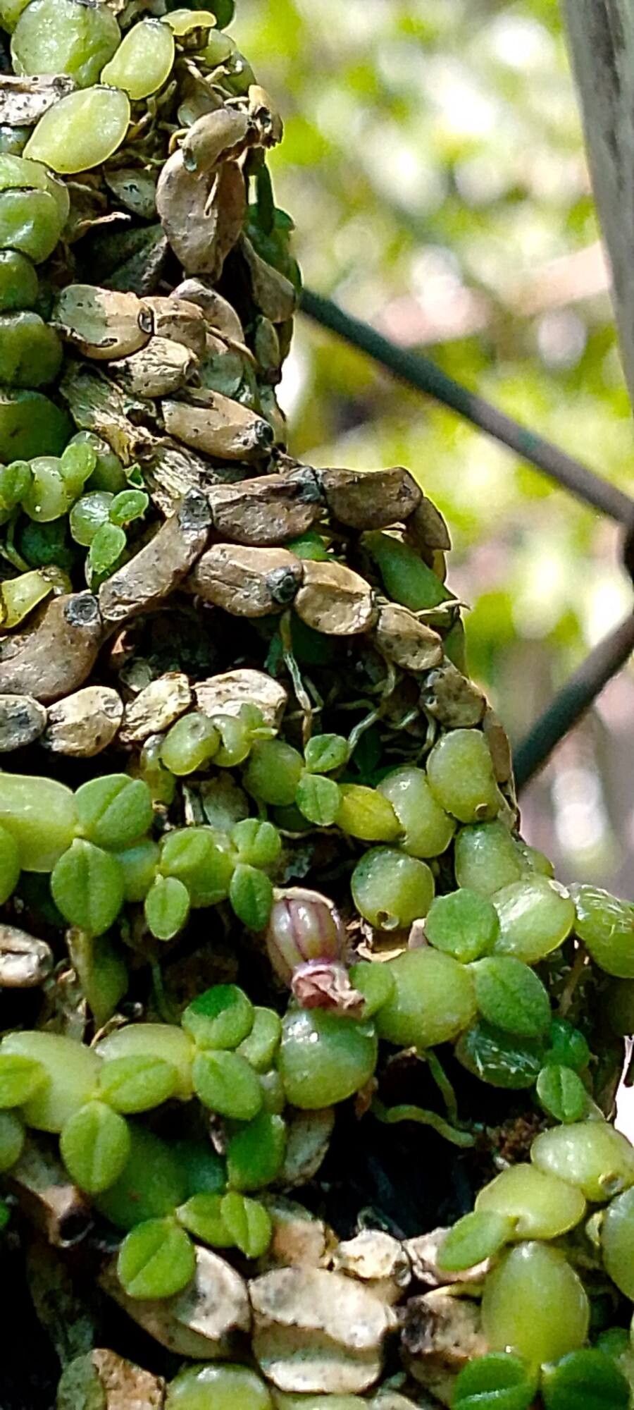 Bulbophyllum insolitum fruit