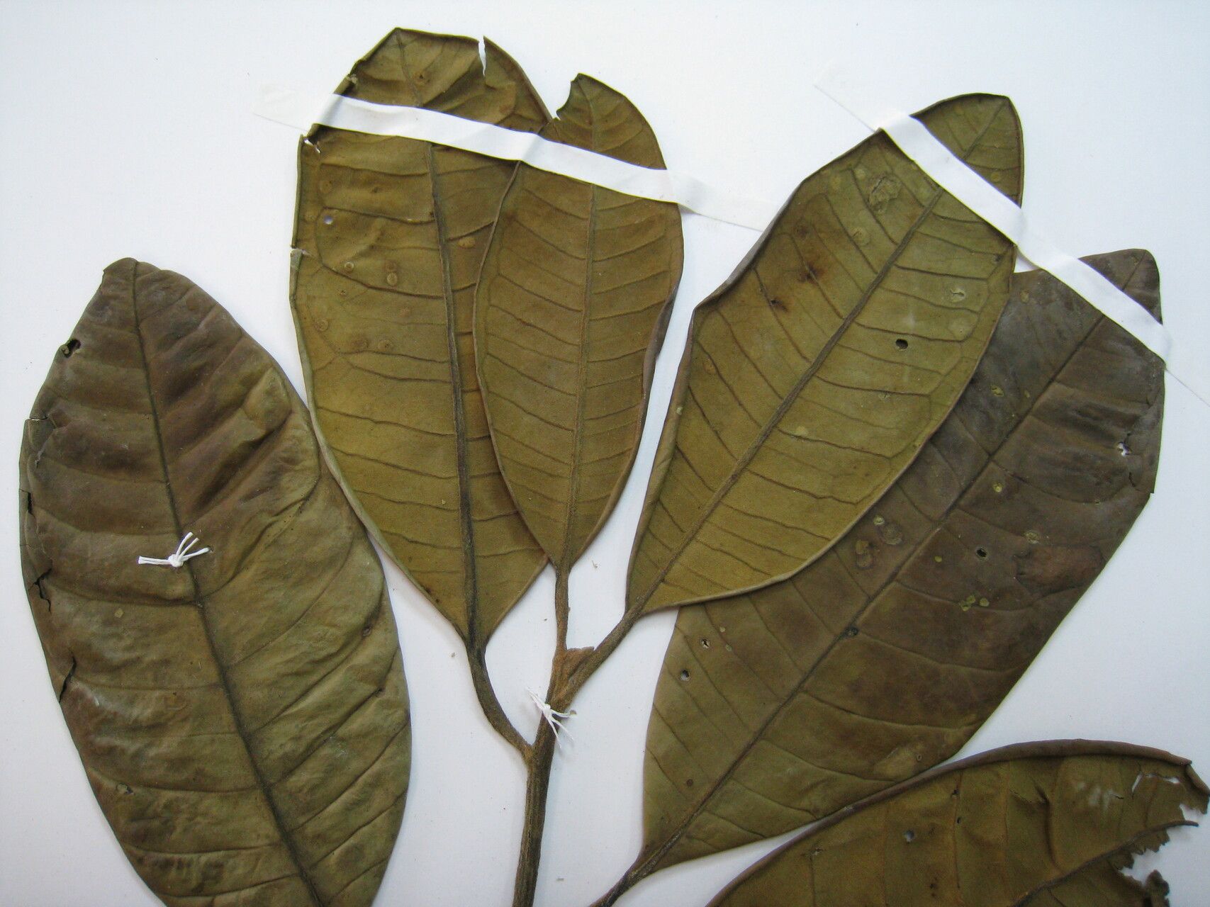 Aspidosperma carapanauba other