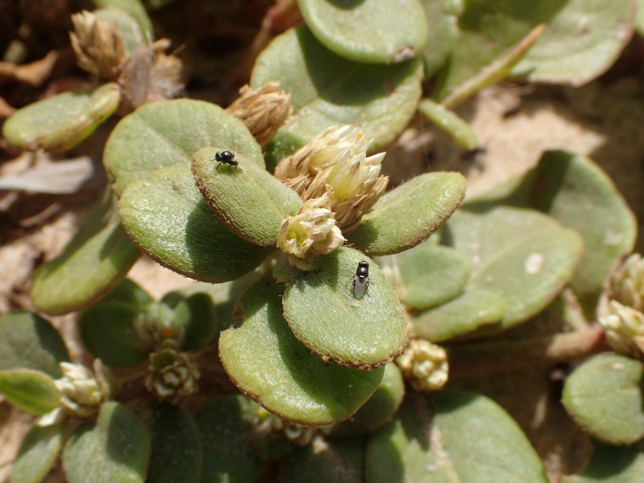 Alternanthera littoralis leaf