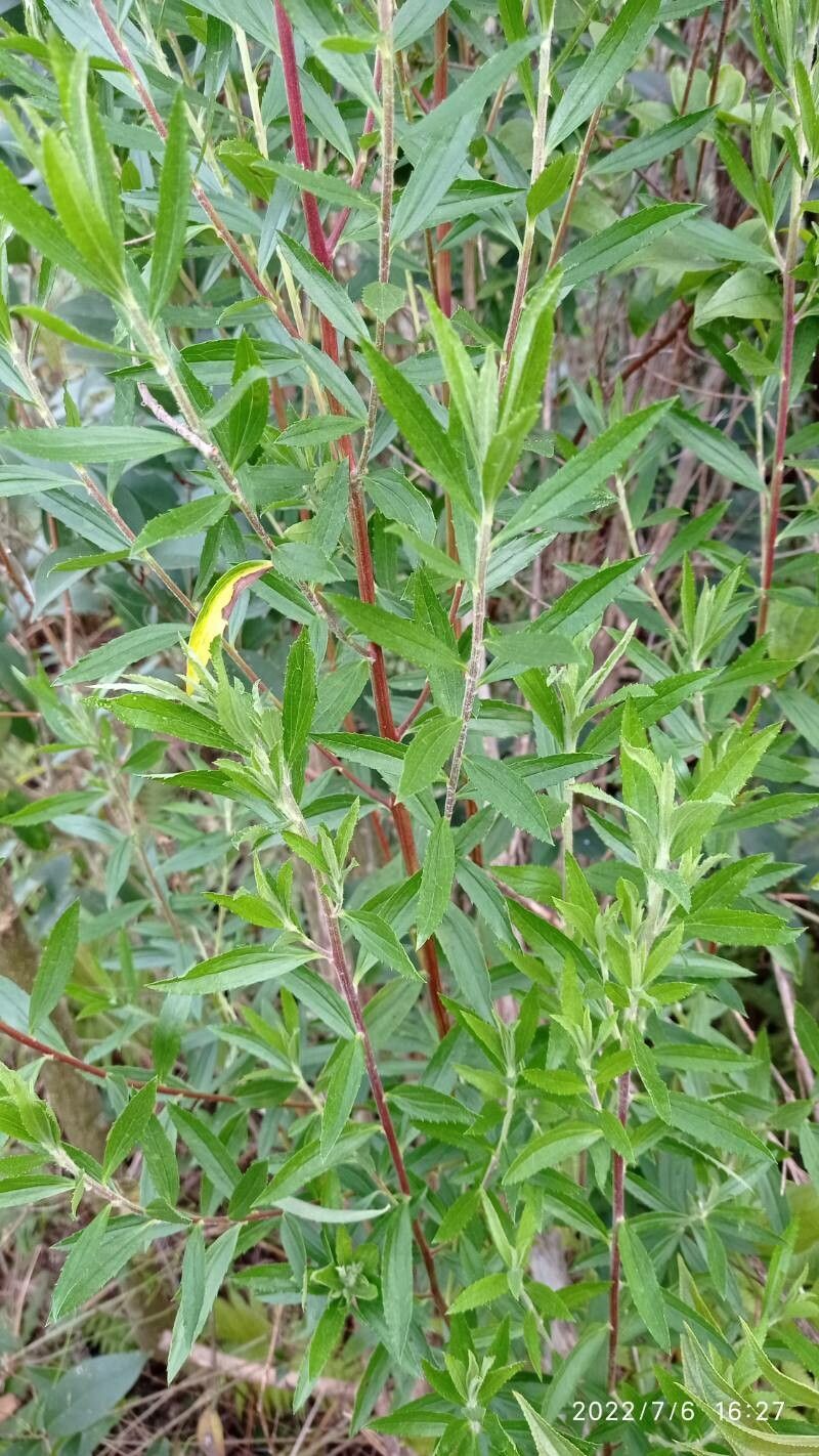Eupatorium altissimum habit