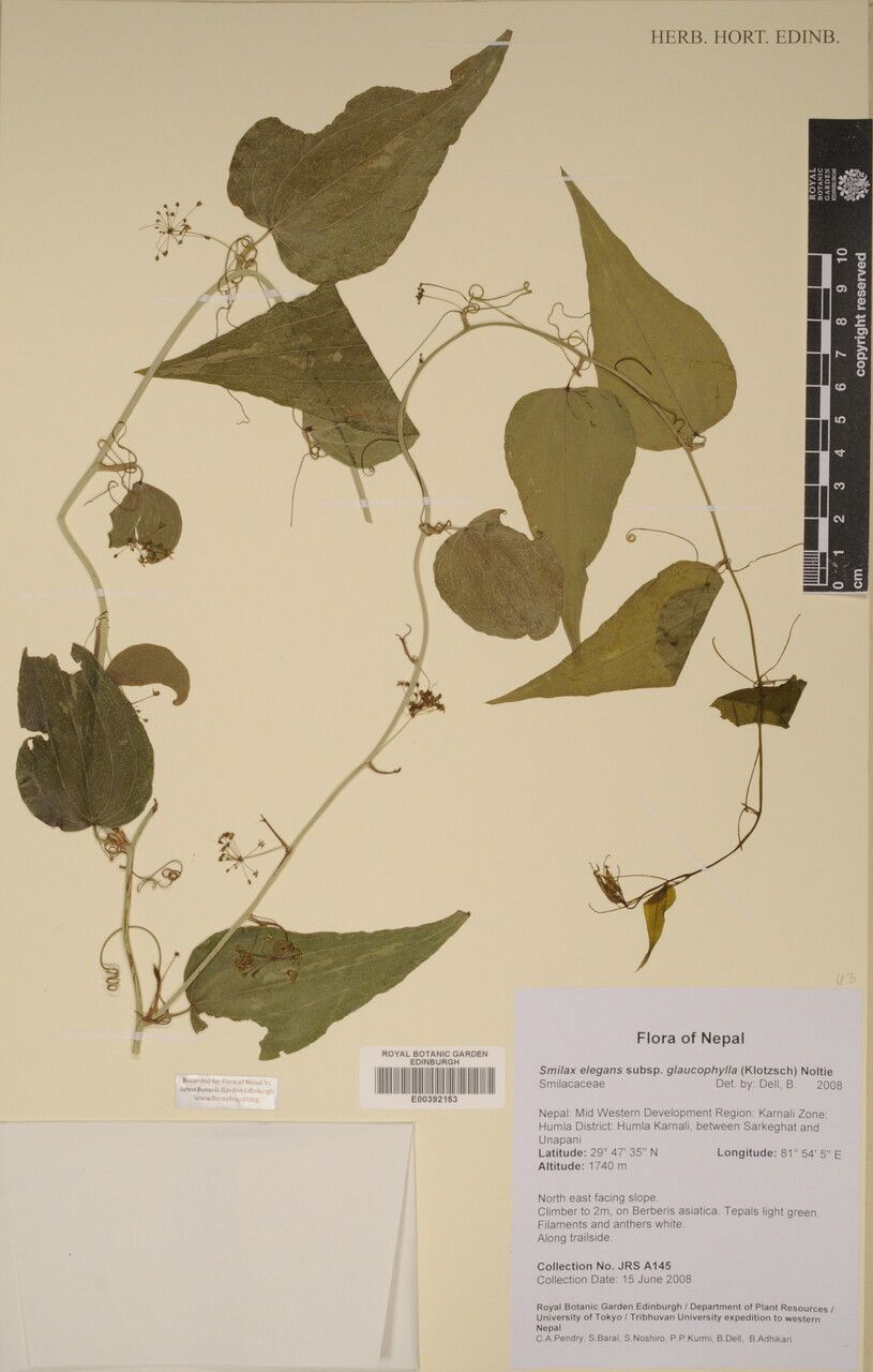 Smilax elegans other