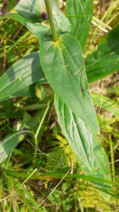 Digitalis lutea — search result for 'Plantaginaceae'