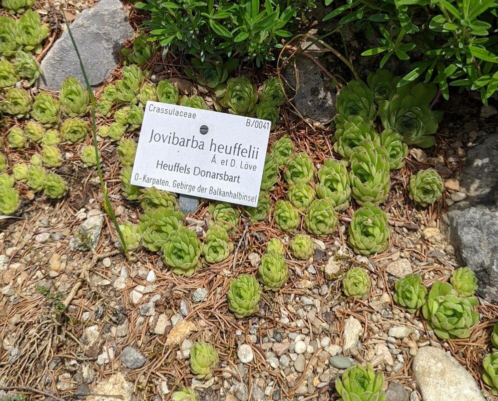 Sempervivum heuffelii habit