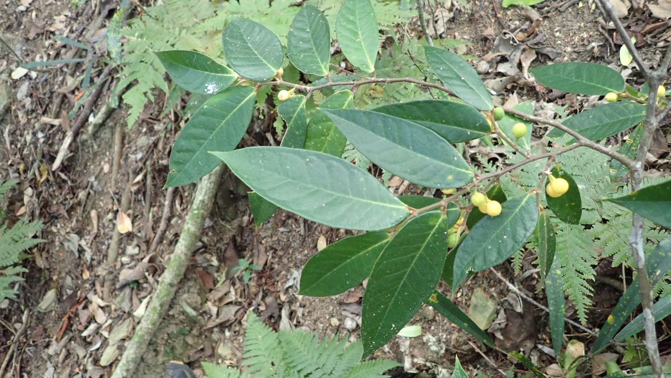 Ficus versicolor leaf