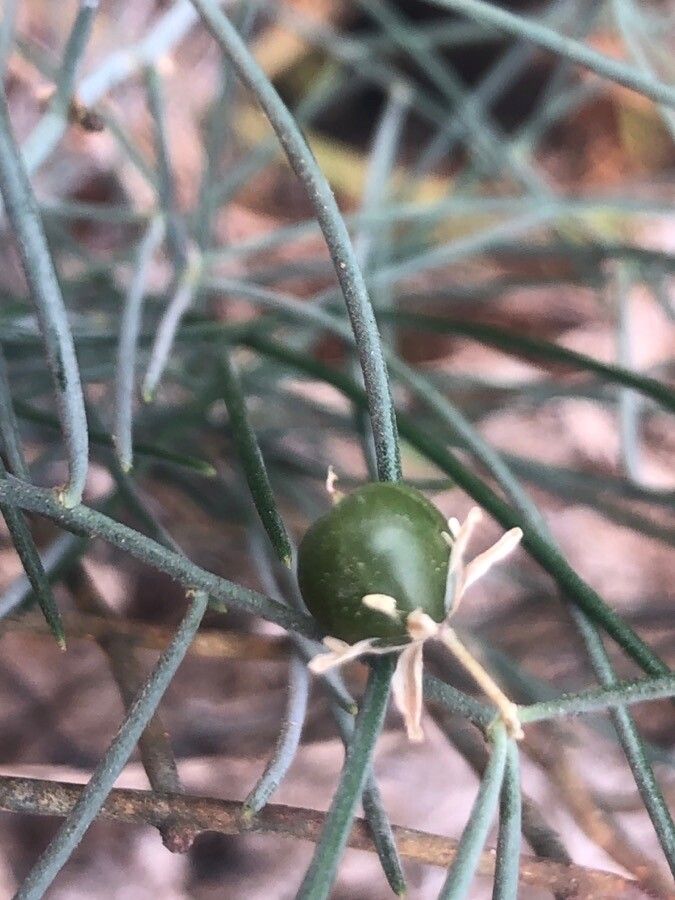Asparagus nesiotes fruit