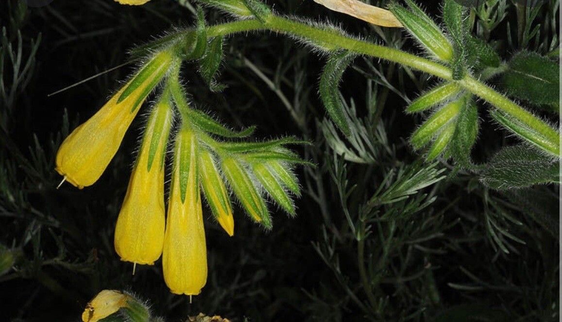 Onosma graeca — houseplant care guide