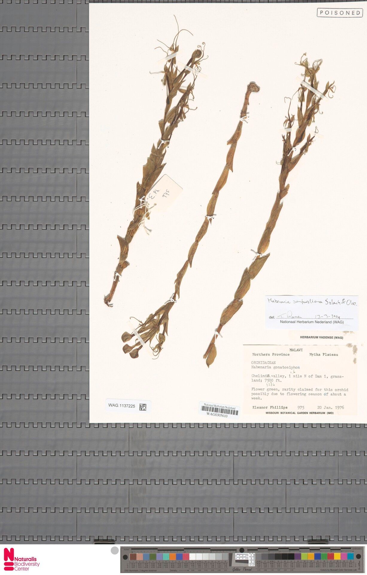 Habenaria sanfordiana — houseplant care guide