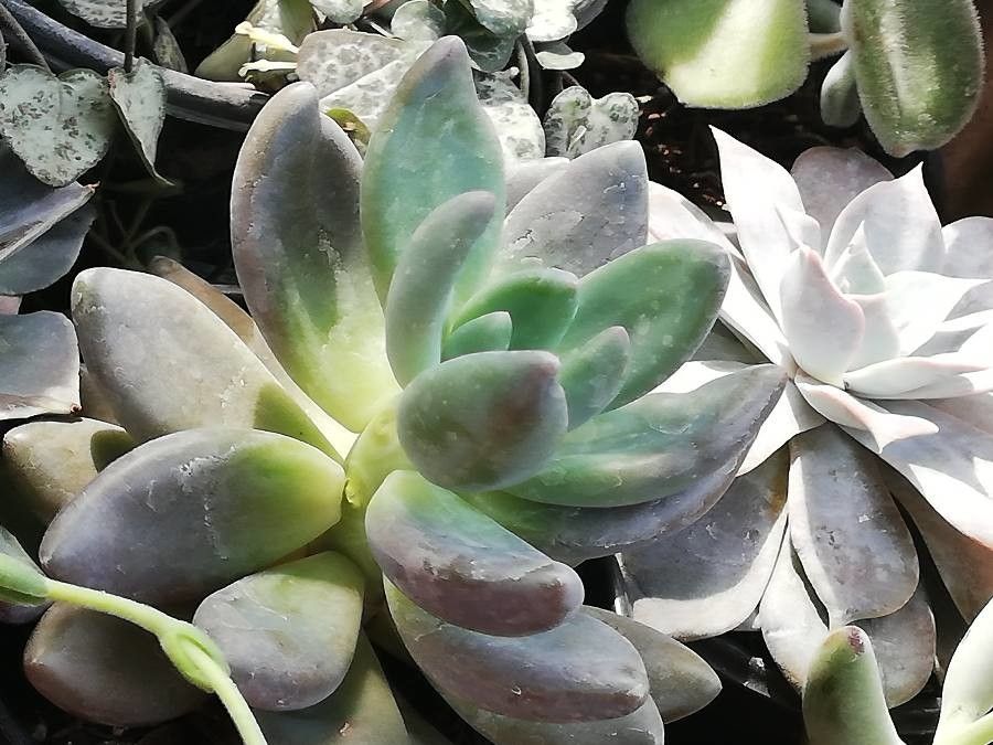Pachyphytum kimnachii leaf