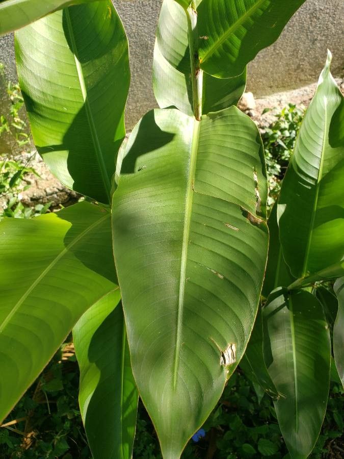 Heliconia hirsuta — search result for 'Belize'