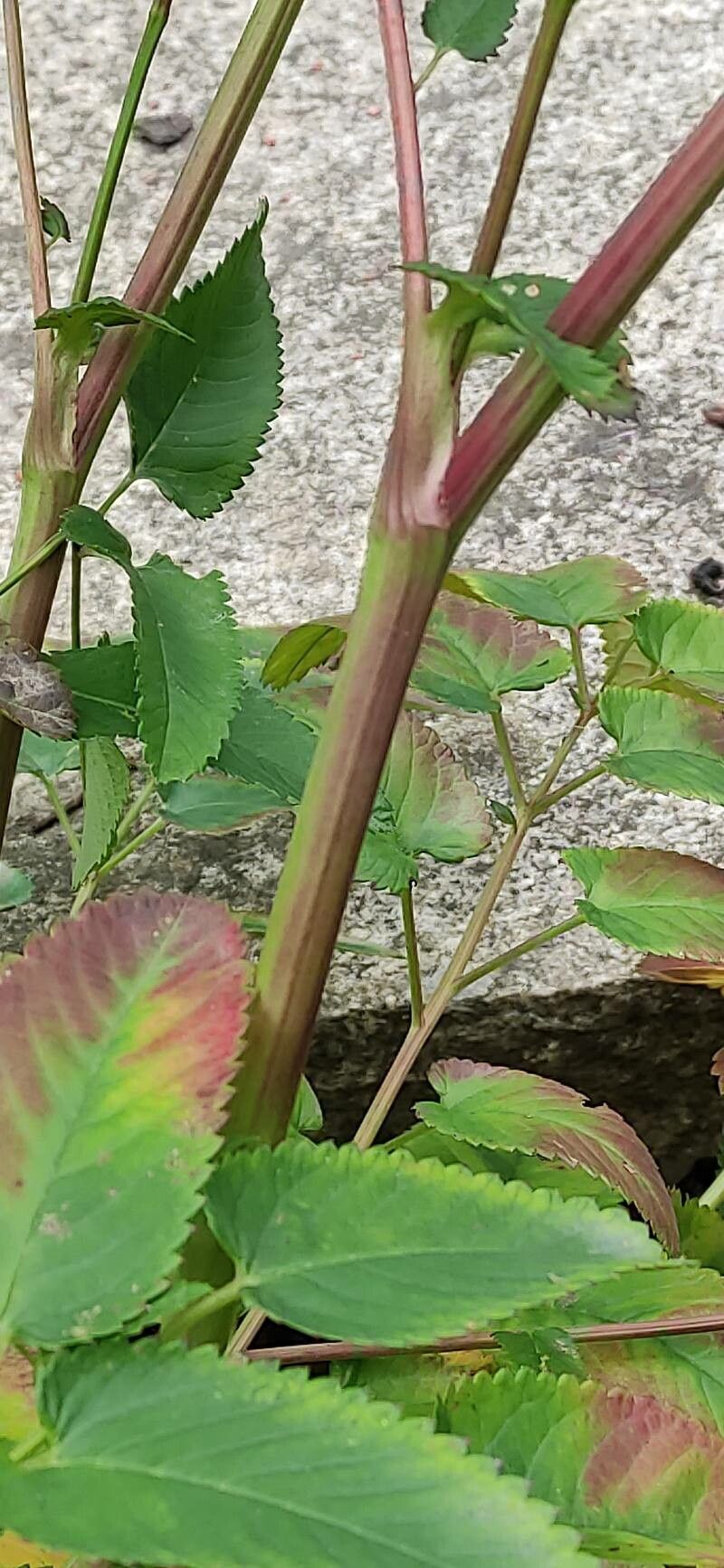 Sanguisorba hakusanensis bark