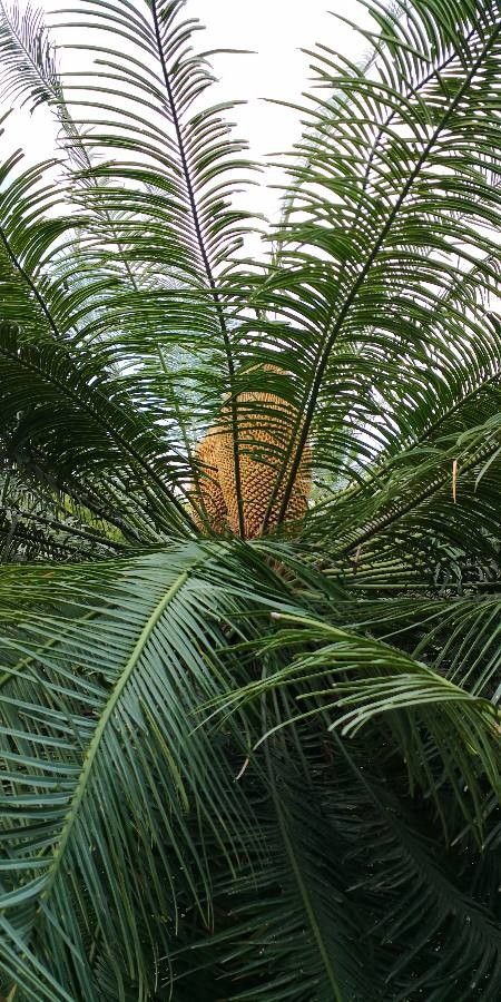 Cycas pectinata leaf