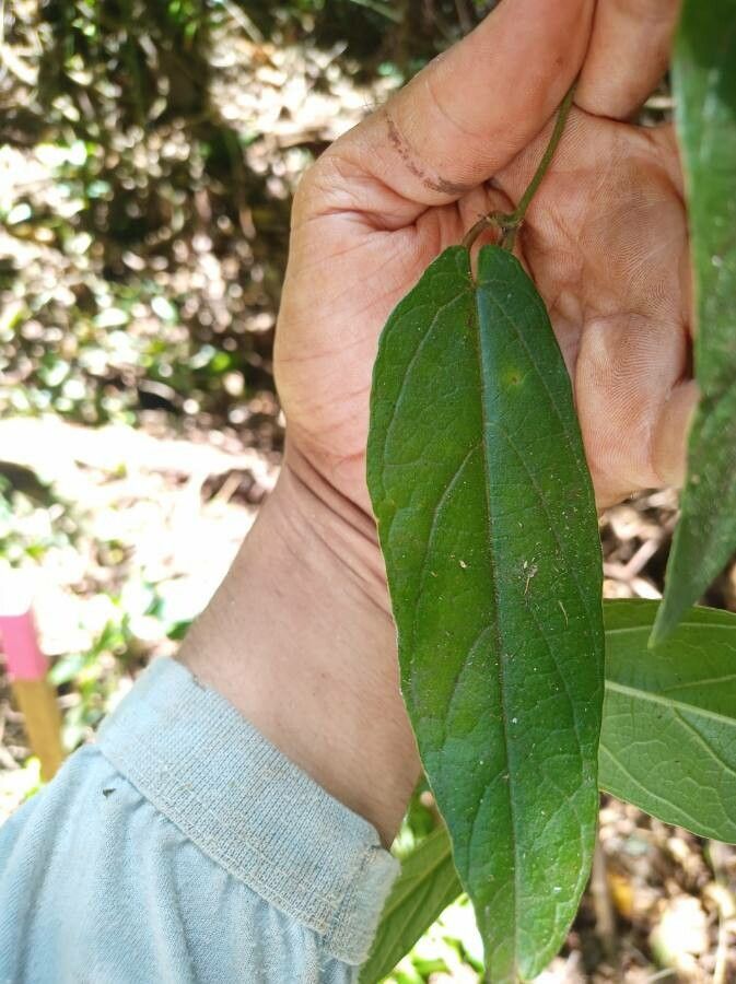 Passiflora multiflora leaf