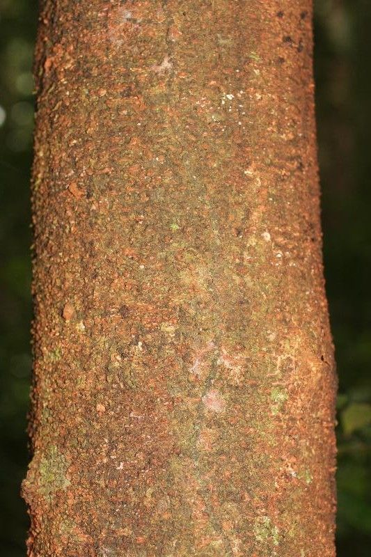 Inga cayennensis bark