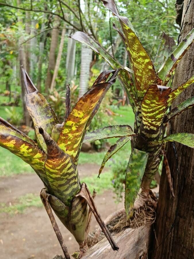 Aechmea orlandiana flower