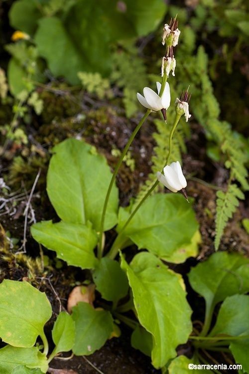 Primula latiloba habit