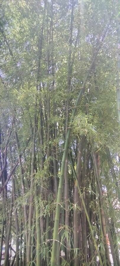 Dendrocalamus giganteus habit