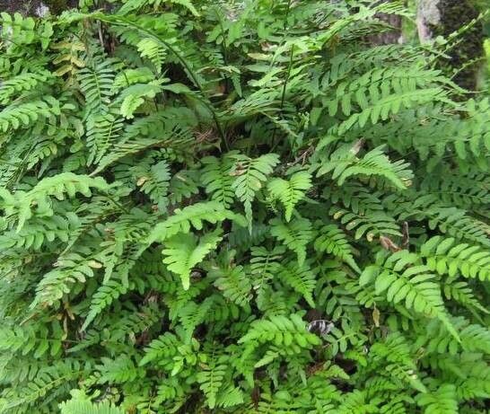 Asplenium erosum habit