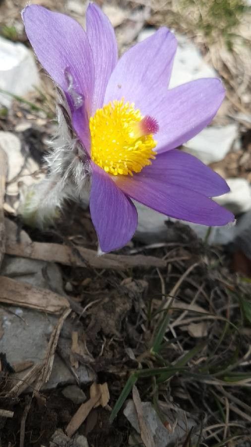 Anemone halleri habit