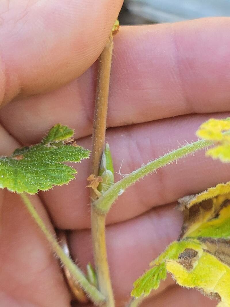 Ribes montigenum habit