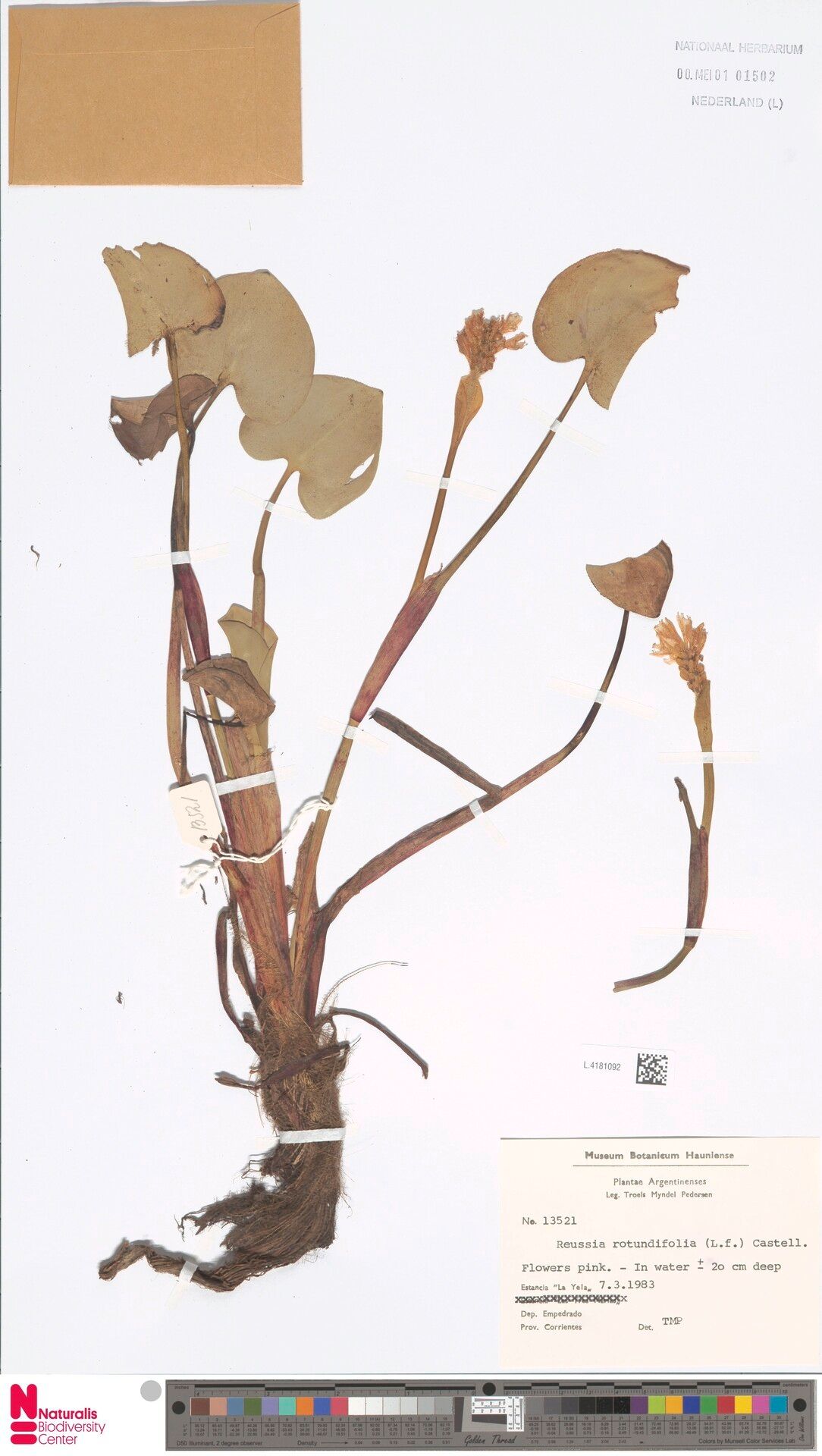 Pontederia rotundifolia habit