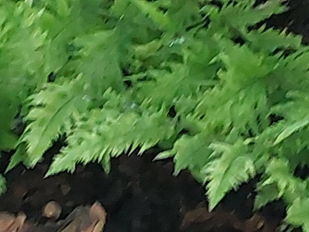 Dicksonia antartica leaf