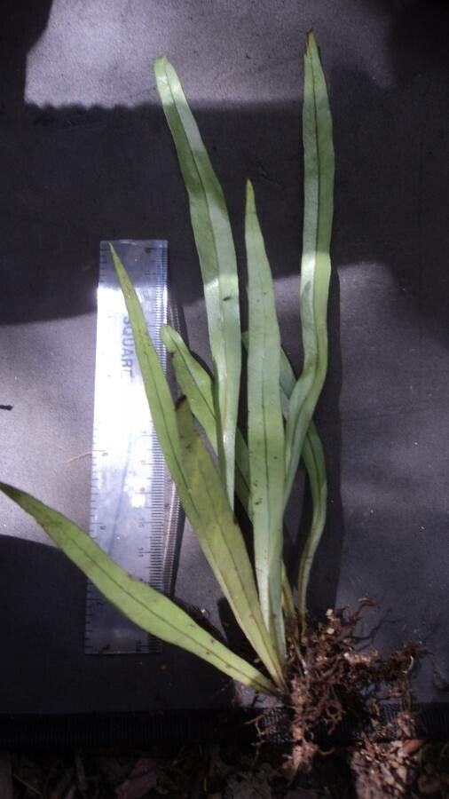 Elaphoglossum glabellum leaf