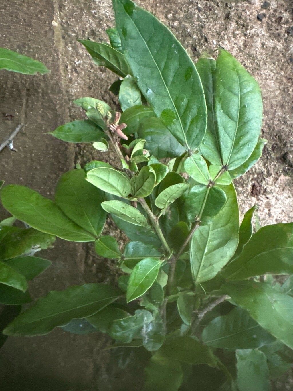 Pithecellobium furcatum leaf