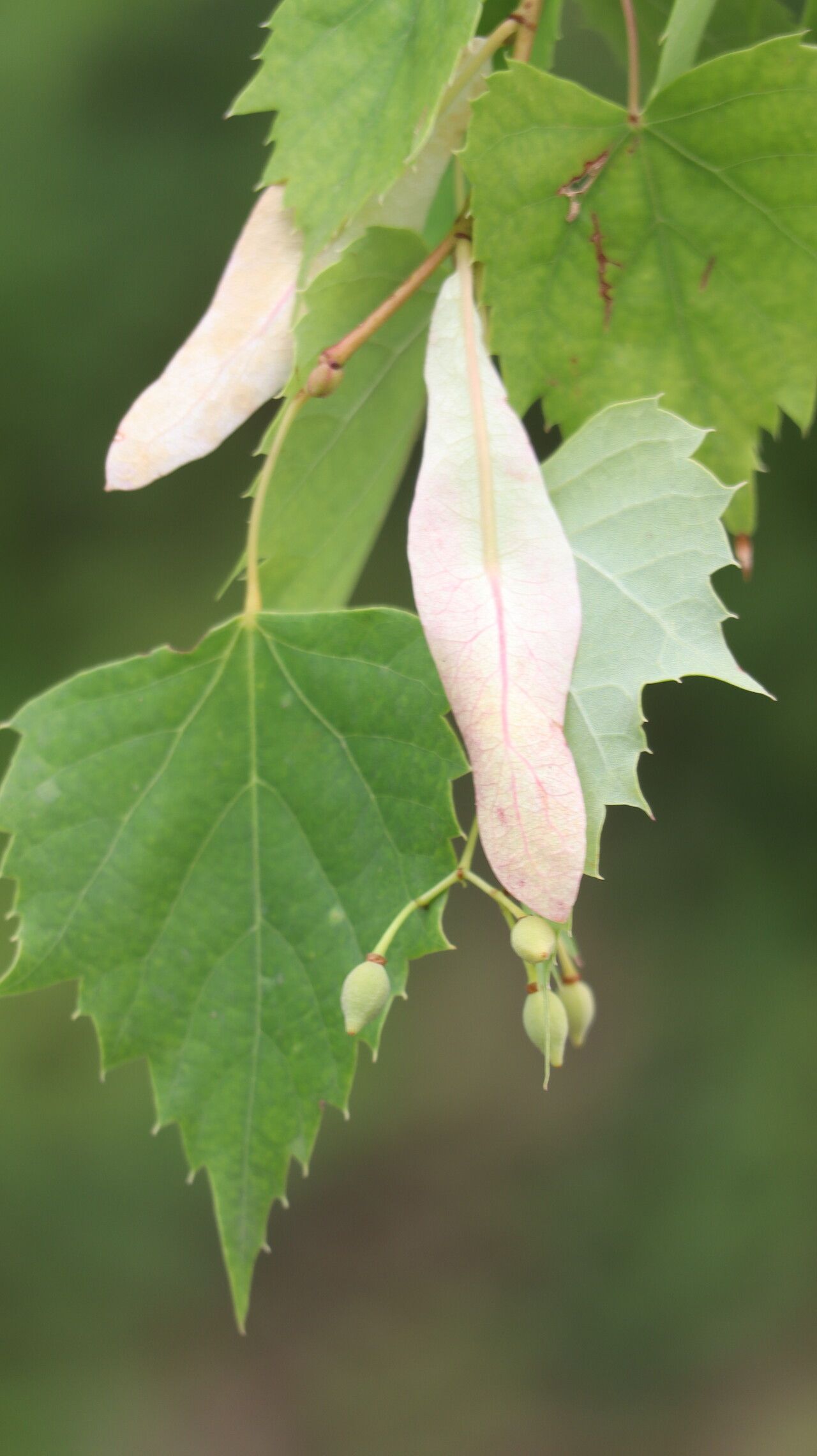 Tilia chingiana fruit