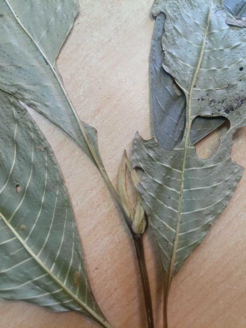 Palicourea violacea bark