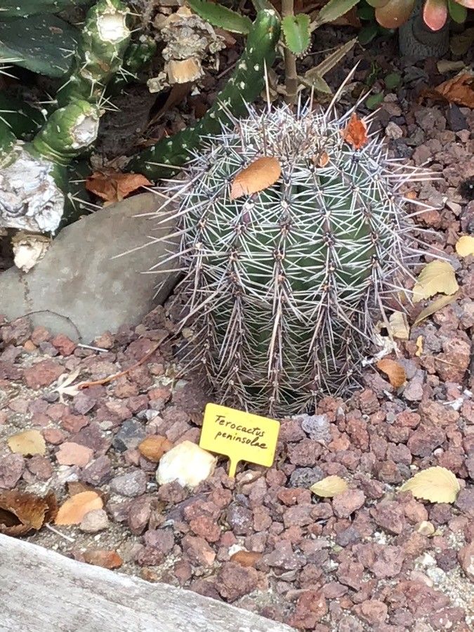 Ferocactus peninsulae leaf