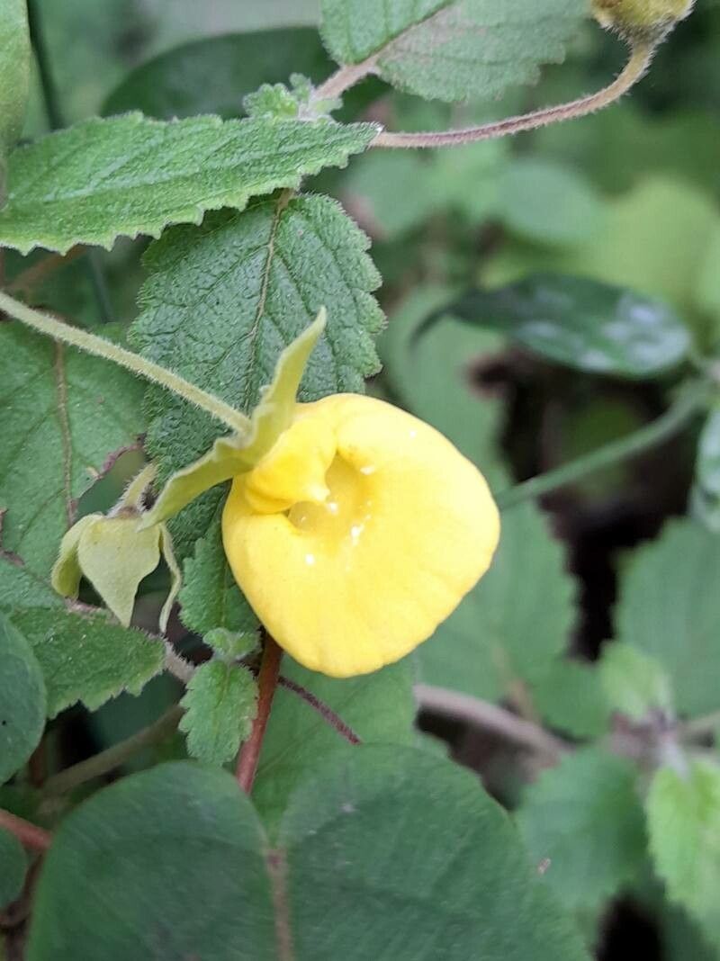 Calceolaria jujuyensis flower