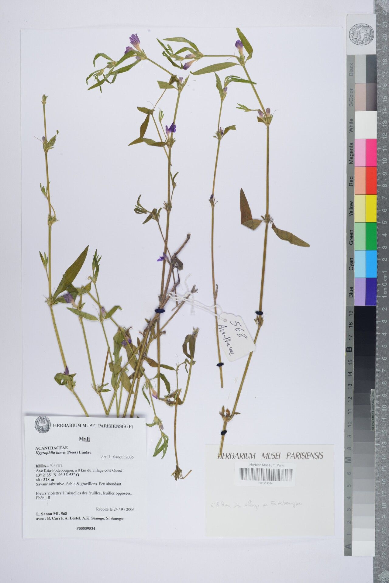 Hygrophila laevis — search result for 'Hygrophila'