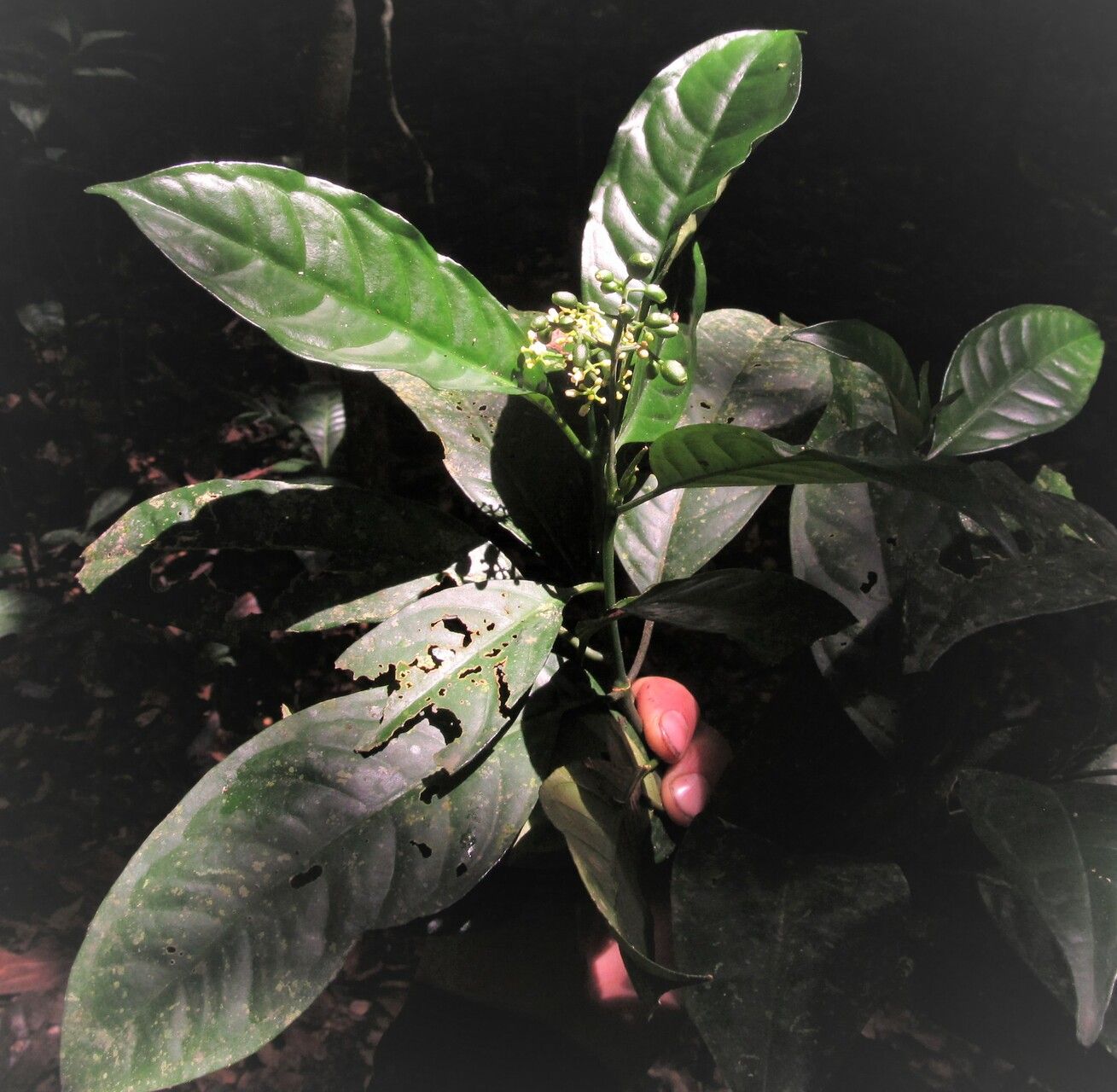 Psychotria onanae habit