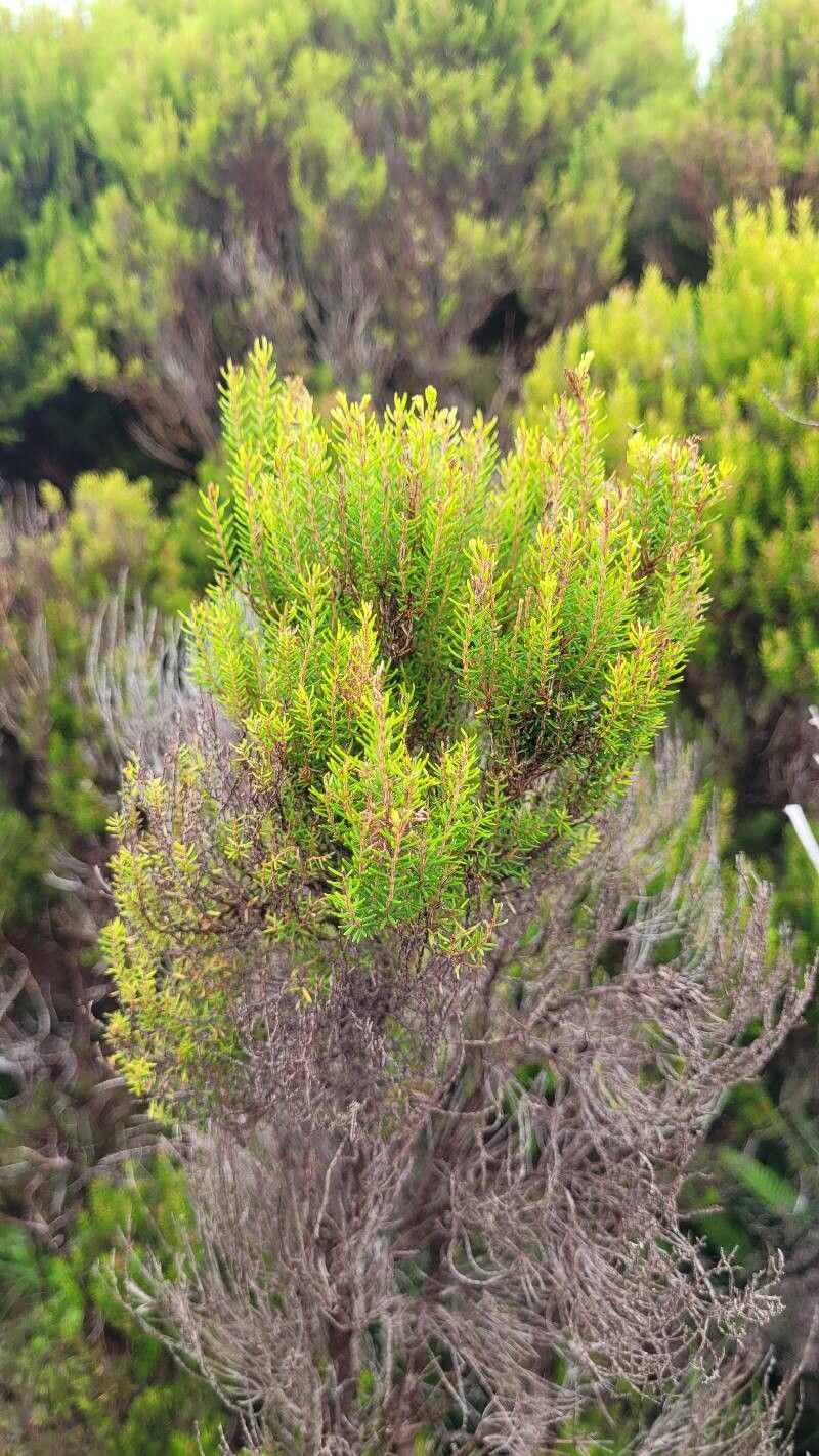 Erica azorica leaf