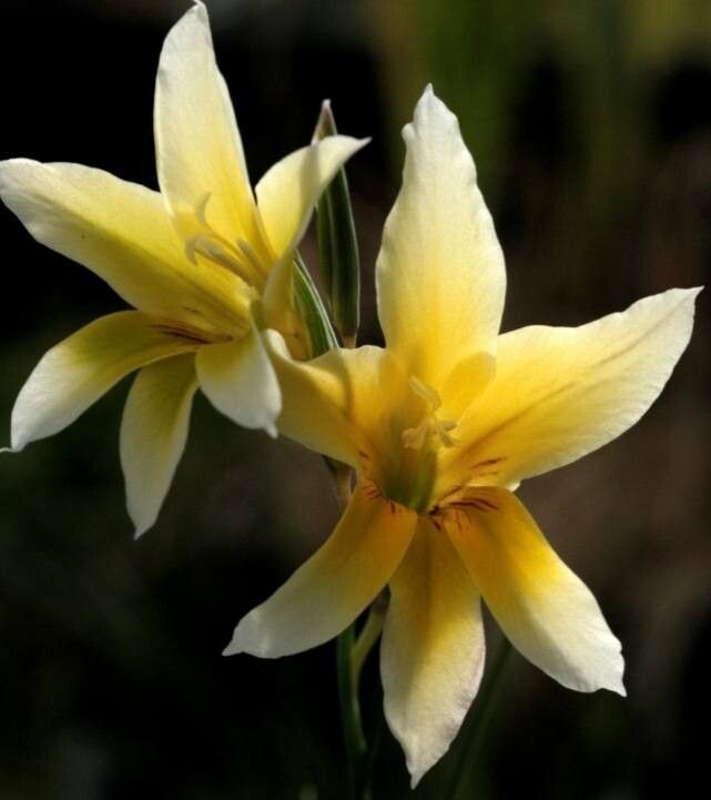 Gladiolus trichonemifolius — search result for 'Gladiolus'